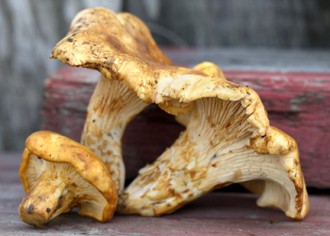 chanterelles